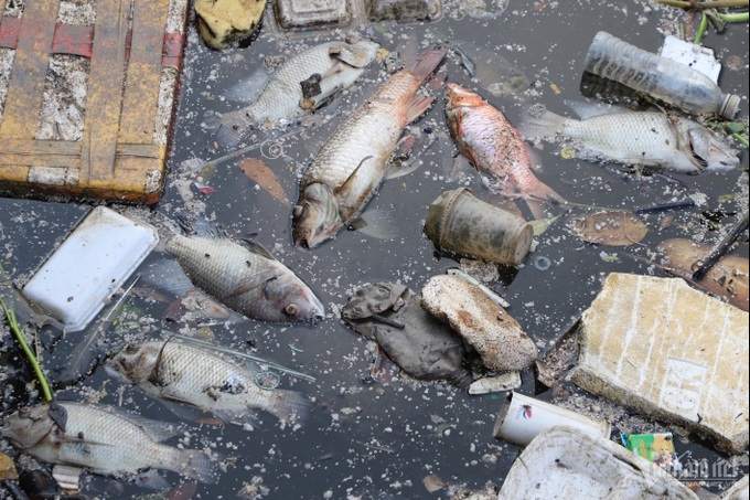 HCM City canal sees mass fish deaths following rain - 2 HCM City canal sees mass fish deaths following rain - 2
