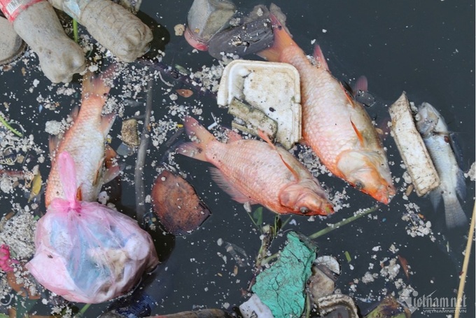 HCM City canal sees mass fish deaths following rain - 3 HCM City canal sees mass fish deaths following rain - 3