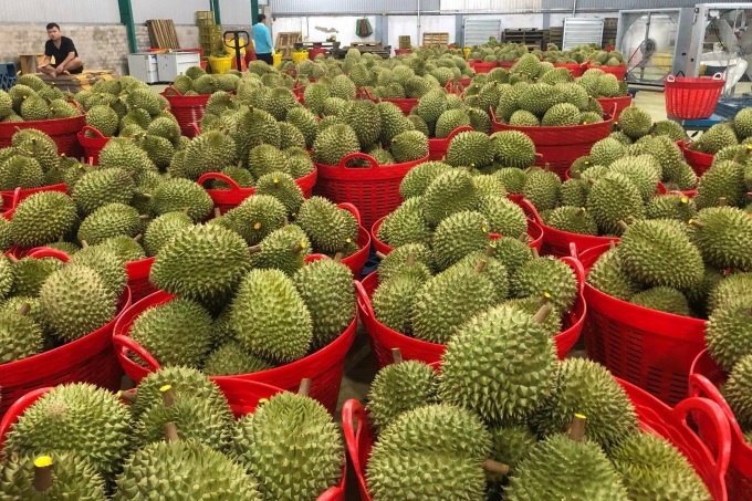 Vietnam’s frozen durian exports to China could reach 300 mln USD in 2024: Official - 1