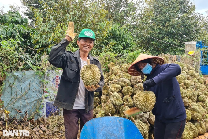 Cambodia among the ten most significant markets for Vietnamese durian - 1