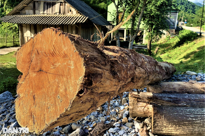 Flooded Nghe An river carries timber downstream - 3 Flooded Nghe An river carries timber downstream - 3