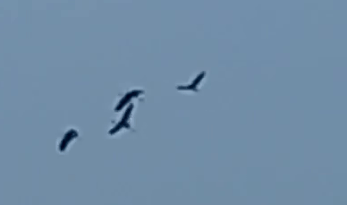 Sarus cranes return to Tram Chim National Park after two years absence - 1 Sarus cranes return to Tram Chim National Park after two years absence - 1