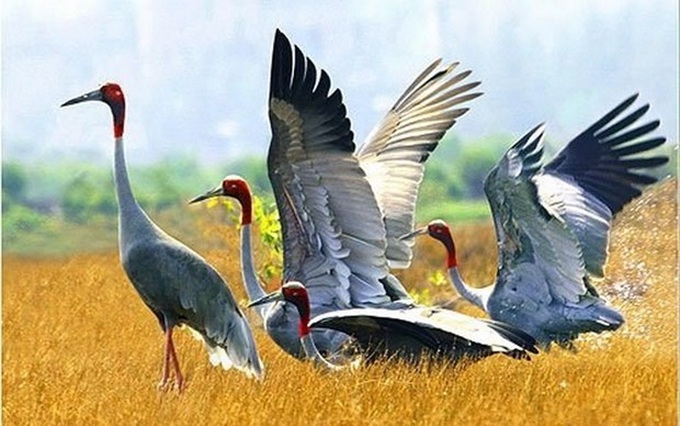 Dong Thap plans to attract sarus cranes to national park - 1 Dong Thap plans to attract sarus cranes to national park - 1