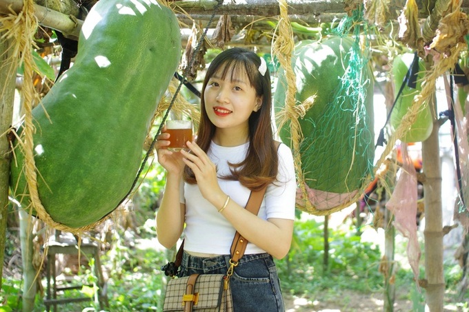 Binh Dinh village to become tourist destination thanks to giant melons - 3 Binh Dinh village to become tourist destination thanks to giant melons - 3