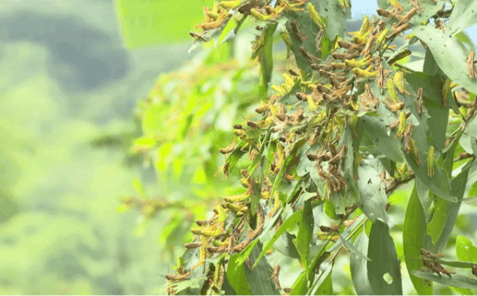 Grasshoppers destroy Nghe An crops, forest - 1