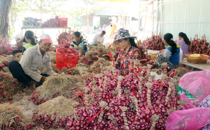 Soc Trang onion farmers face challenges - 1