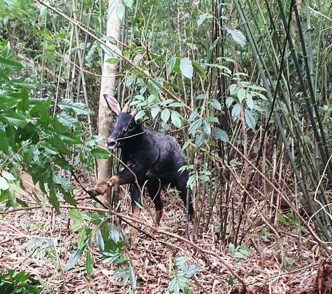 Rare serow trapped Nghe An forest rescued - 1