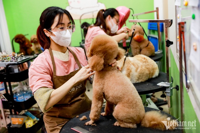 Pet hotel services busy during Tet Holiday - 4 Pet hotel services busy during Tet Holiday - 4
