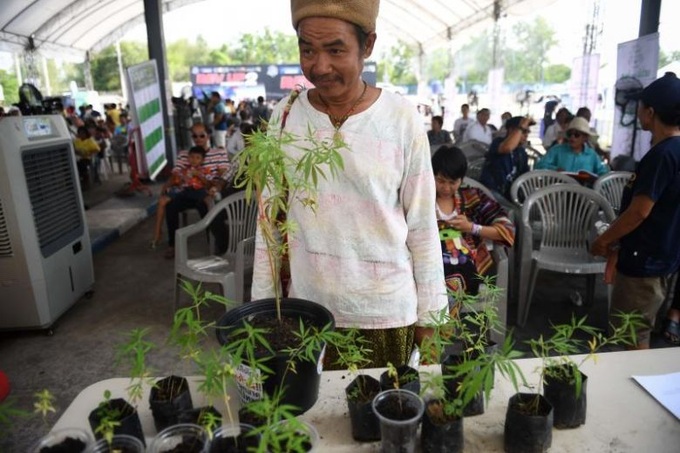 Thailand marijuana festival has visitors on a high - 1