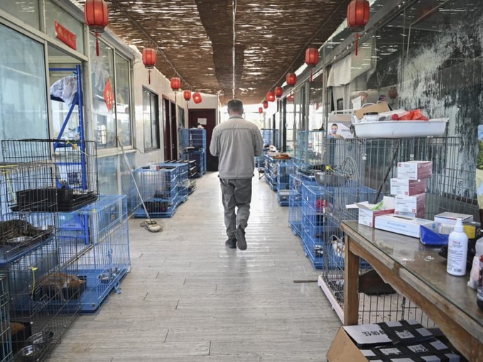 China's animal lovers fight illegal cat meat trade - 1