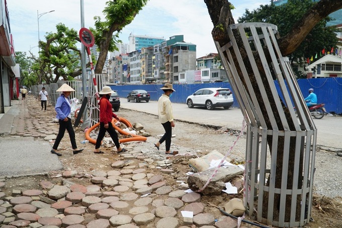 Security tightened over valuable dalbergia tonkinensis trees - 3