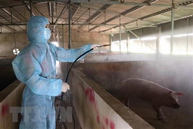 Vietnam develops anti-African swine fever vaccine - 1