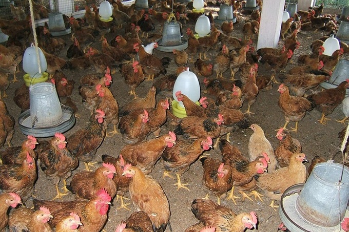 Chicken farmers incur big losses due to oversupply - 1