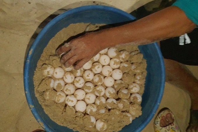 Rare sea turtle lay eggs on Quy Nhon beach - 2