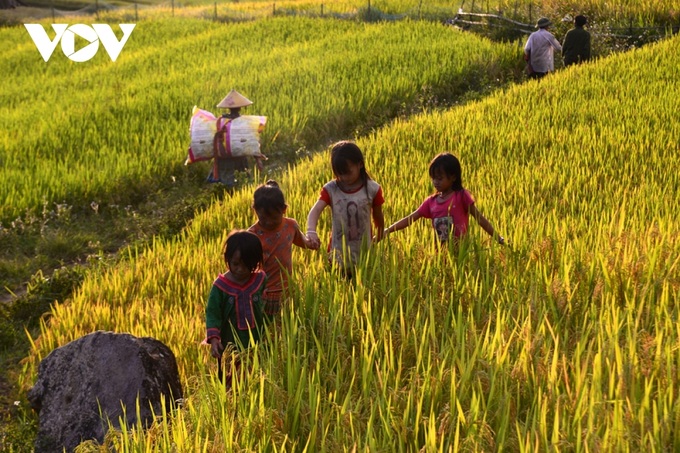 Rice harvest season begins in Ta Leng town - 7