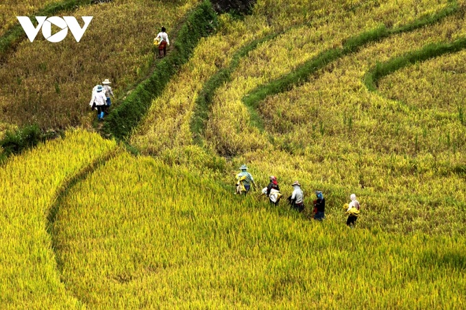 Rice harvest season begins in Ta Leng town - 2
