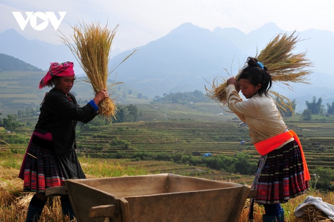 Rice harvest season begins in Ta Leng town - 5