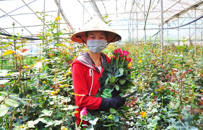 Da Lat rose prices sharply rise ahead of Valentine's Day - 1