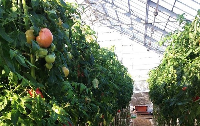 Dalat City removes greenhouses for more forest - 3