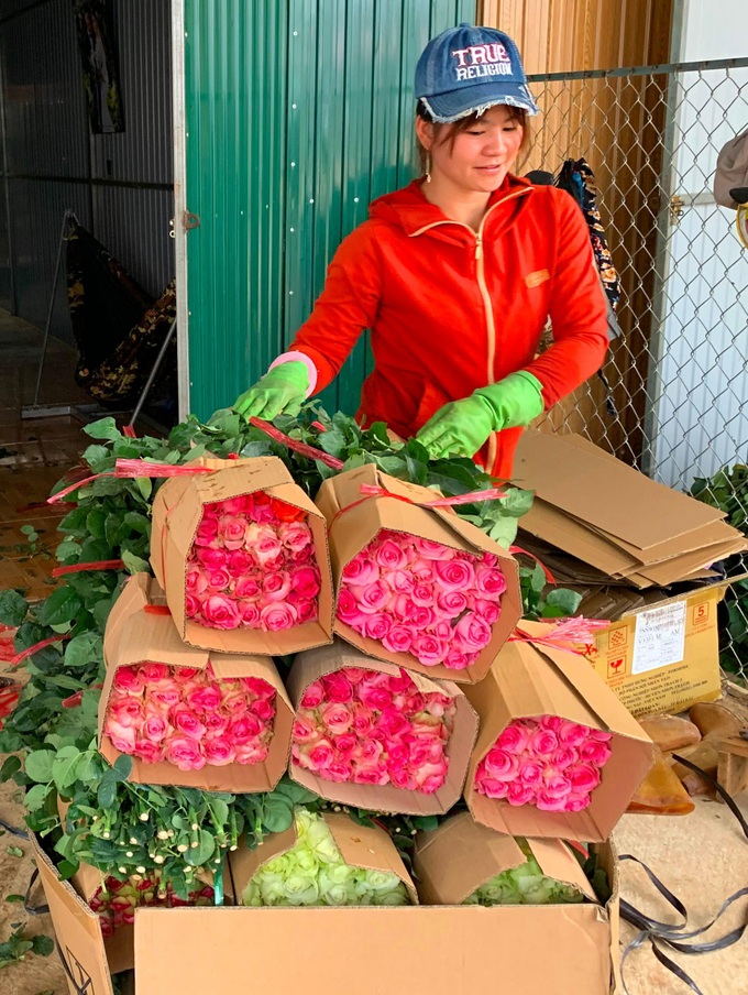Da Lat rose prices sharply rise ahead of Valentine's Day - 3