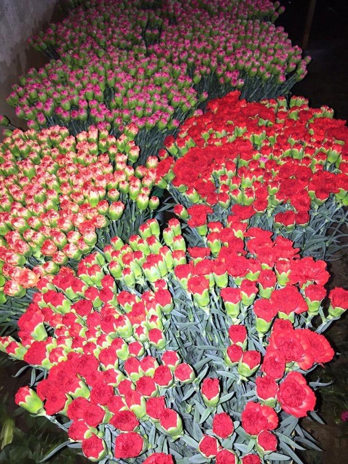 Da Lat rose prices sharply rise ahead of Valentine's Day - 6