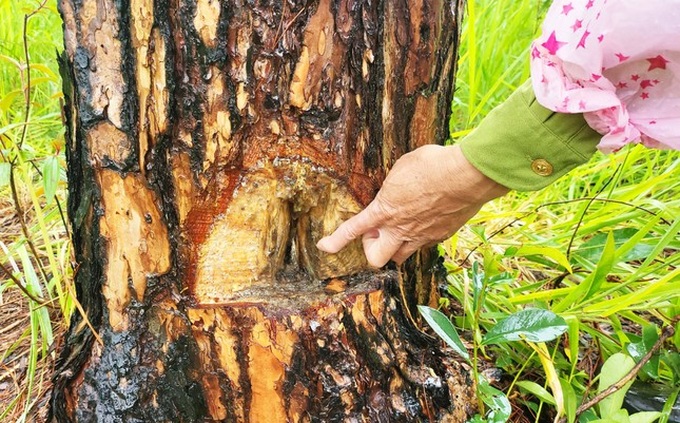 Hundreds of pine trees poisoned in Lam Dong - 2 Hundreds of pine trees poisoned in Lam Dong - 2