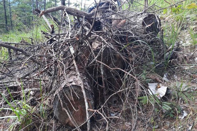 Golf project recalled after criminal deforestation - 1 Golf project recalled after criminal deforestation - 1