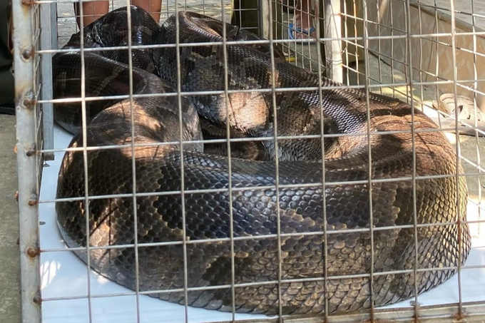 Rare python handed over to Hue forest rangers - 1 Rare python handed over to Hue forest rangers - 1