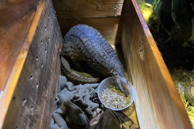 Rare Sunda pangolins released into wild - 1 Rare Sunda pangolins released into wild - 1