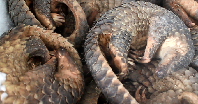 Man jailed for storing 780 kg of African pangolin scales - 1