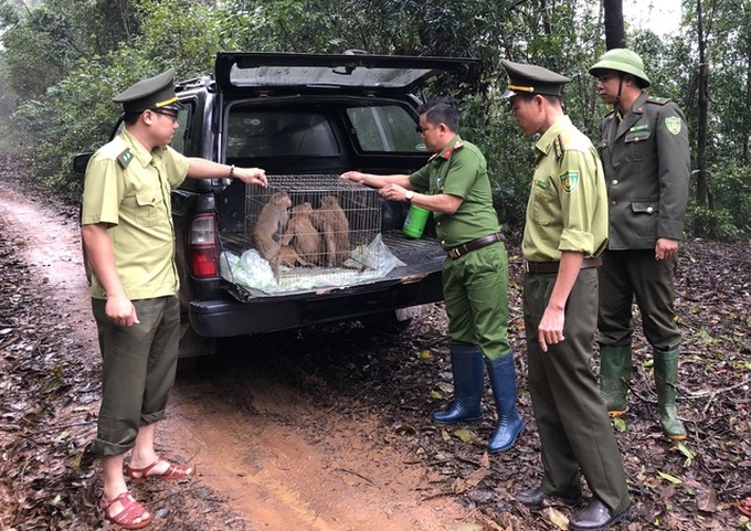 Eight monkeys released into the wild in Quang Ngai - 1 Eight monkeys released into the wild in Quang Ngai - 1