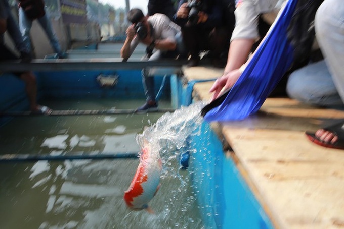 Japanese carp released into Hanoi river and lake - 3 Japanese carp released into Hanoi river and lake - 3