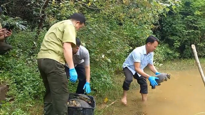 Dozens of wild animals in HCM City released into the wild - 1