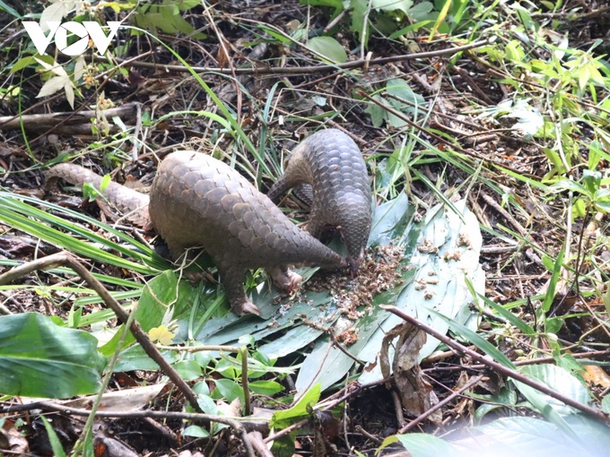 Rare animals released into wild in Dak Lak - 1