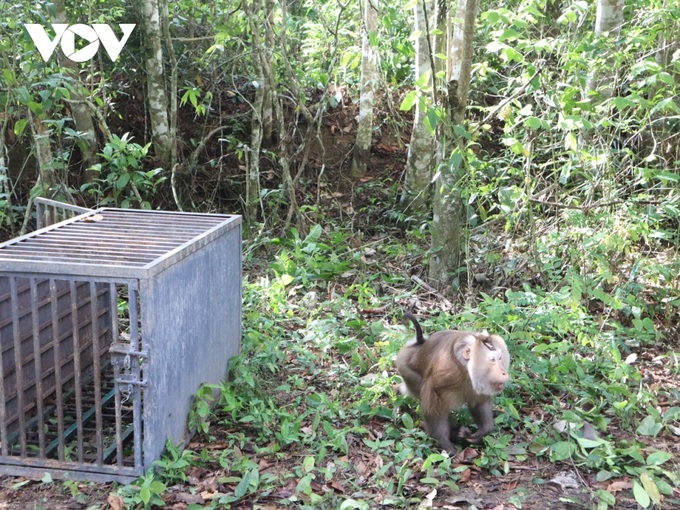 Rare animals released into wild in Dak Lak - 2