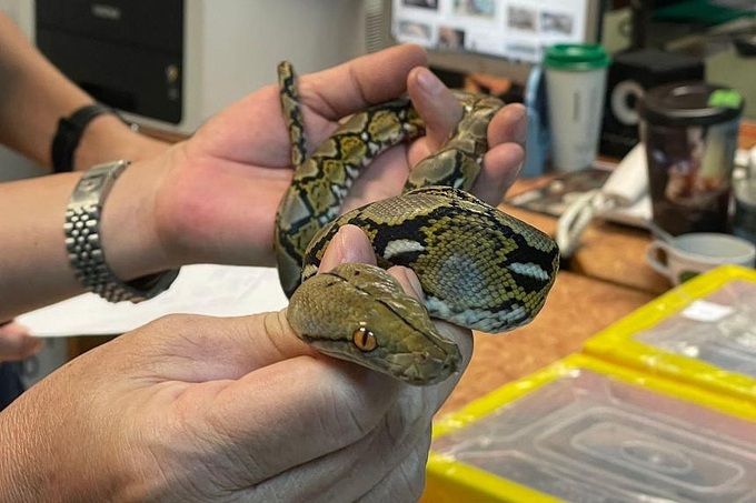 Mongolian arrested trying to smuggle komodo dragons, pythons out of Thailand - 1 Mongolian arrested trying to smuggle komodo dragons, pythons out of Thailand - 1