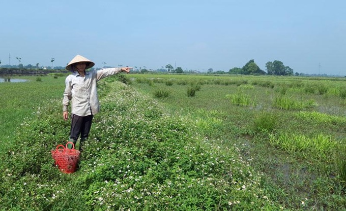 Nearly 5,000 ha of agricultural land abandoned in Hanoi - 1