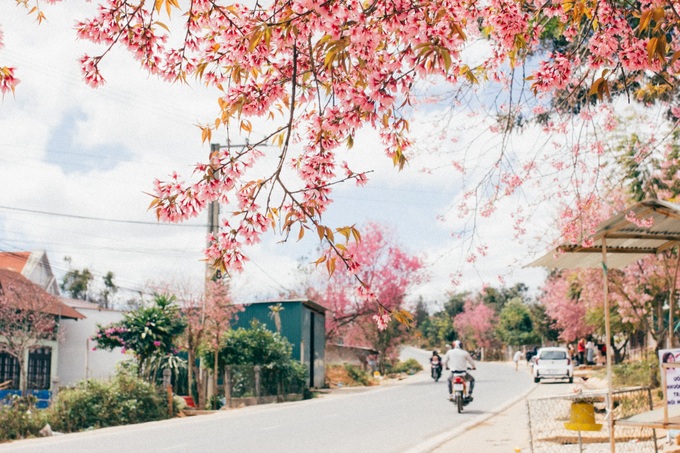 Dalat attracts cherry blossom season visitors - 3
