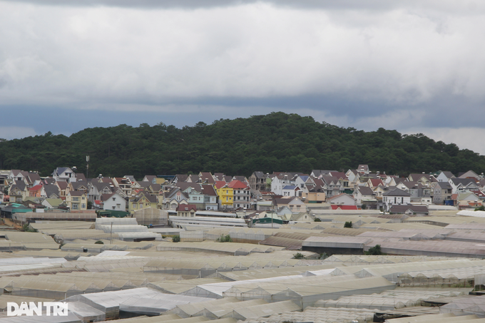 Mass greenhouse construction causes environment problems in Dalat - 3