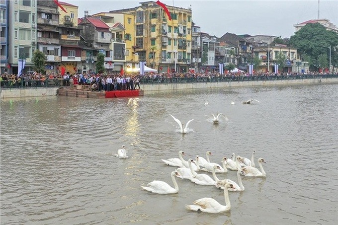 Haiphong river swan faints due to hot weather - 2