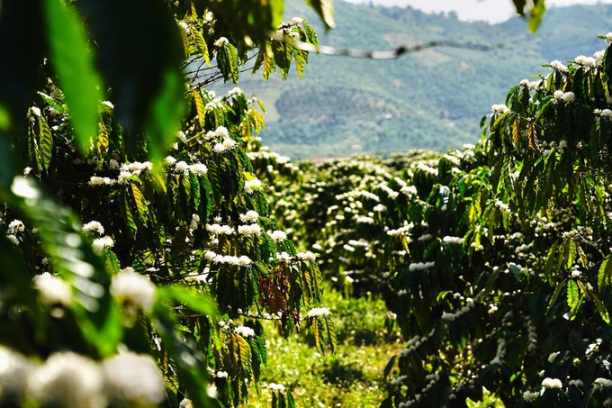 Blooming Central Highlands coffee flowers attract visitors - 6