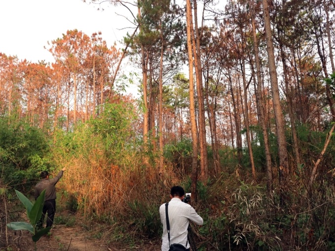 Hectares of pines poisoned in Lam Dong farmland grab - 1 Hectares of pines poisoned in Lam Dong farmland grab - 1