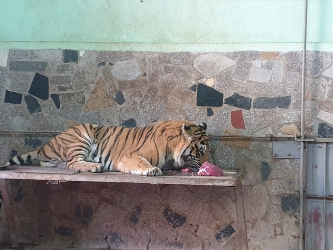 Zoo workers prepare for Tet - 4