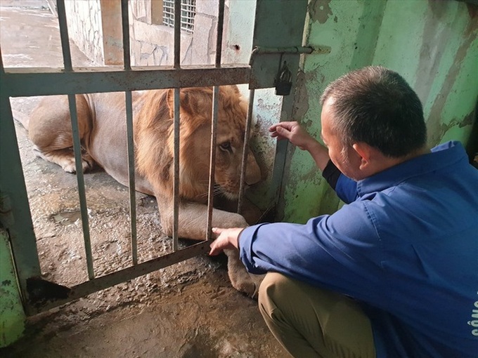 Zoo workers prepare for Tet - 5