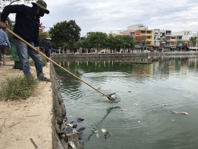 Mass fish deaths found at Danang lakes - 1 Mass fish deaths found at Danang lakes - 1