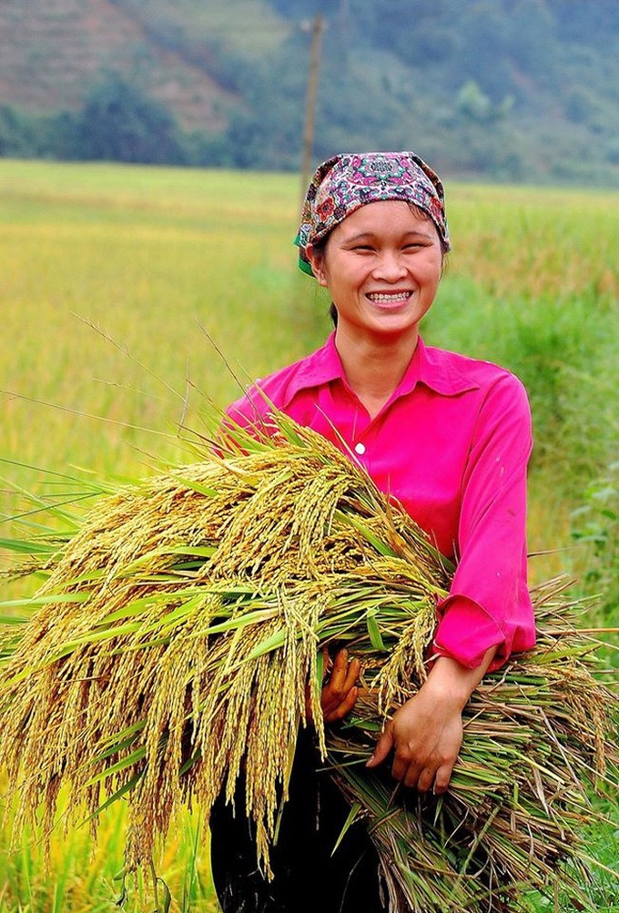 Ripening rice fields in Vietnam's northwestern region - 4