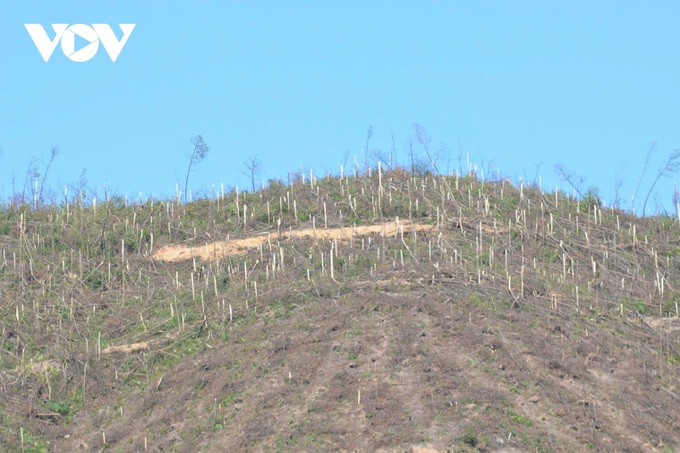 Quang Ninh forests devastated by Typhoon Yagi - 2