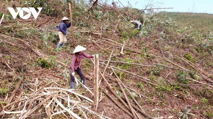 Quang Ninh forests devastated by Typhoon Yagi - 3