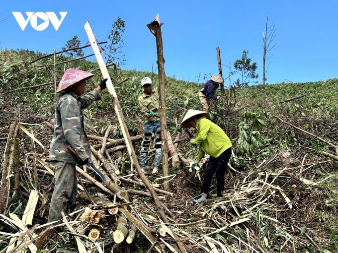 Quang Ninh forests devastated by Typhoon Yagi - 4