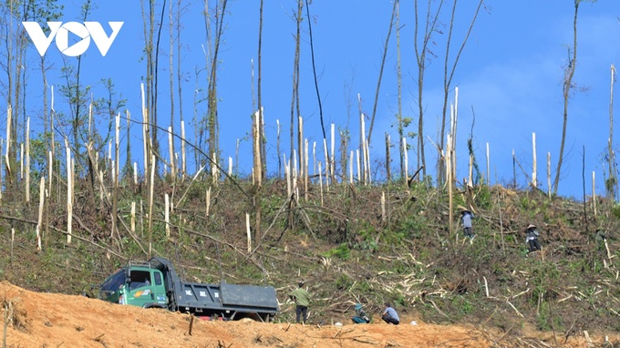 Quang Ninh forests devastated by Typhoon Yagi - 6